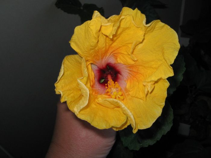 IMG_0954 - Hibiscus 1