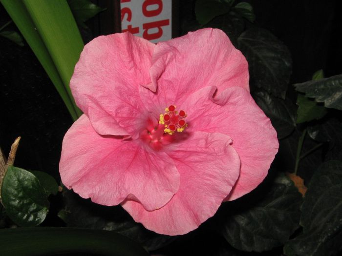 IMG_0955 - Hibiscus 1