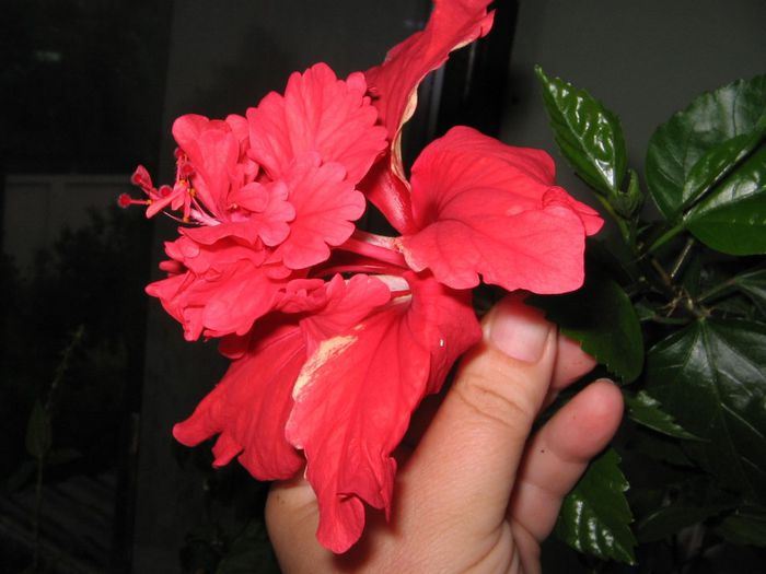 IMG_0957 - Hibiscus 1
