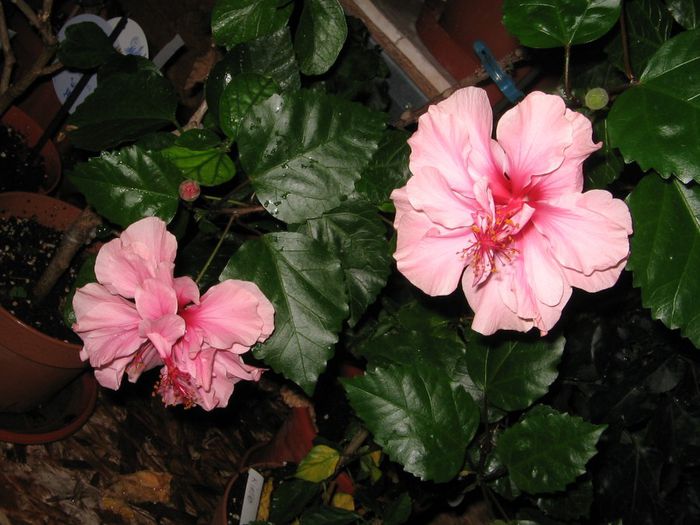 IMG_0958 - Hibiscus 1