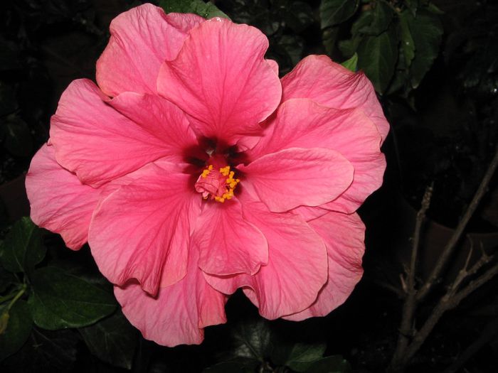 IMG_0959 - Hibiscus 1