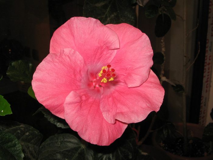 IMG_0960 - Hibiscus 1