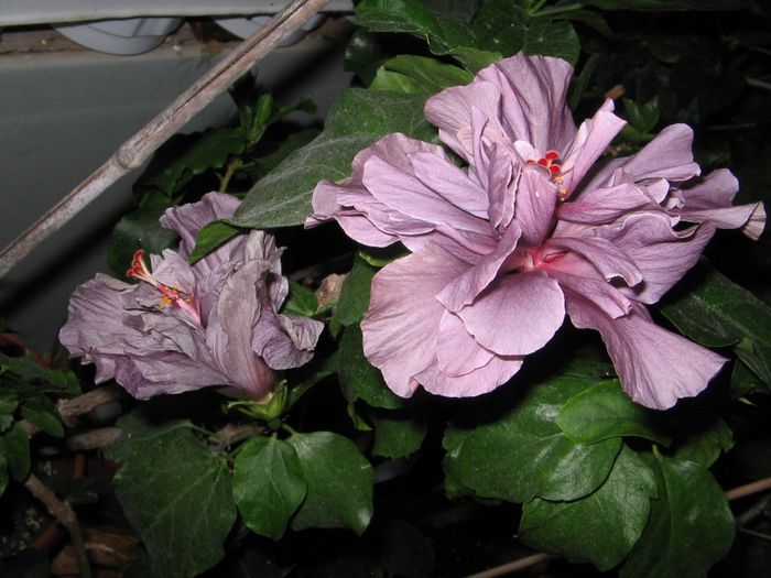 IMG_0961 - Hibiscus 1