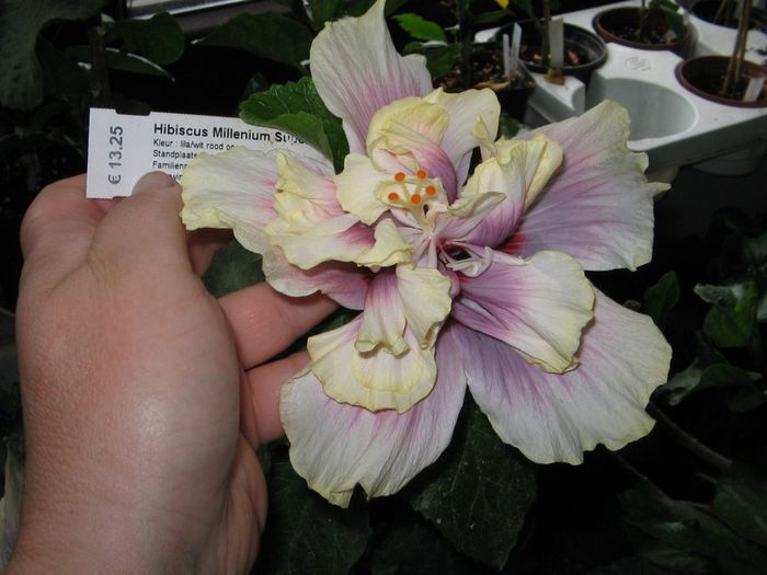 IMG_0951 - Hibiscus 1