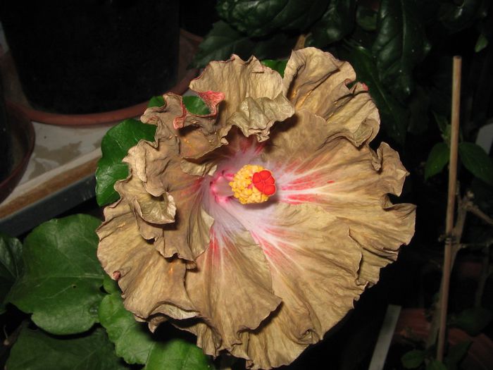 IMG_0955 - Hibiscus 1