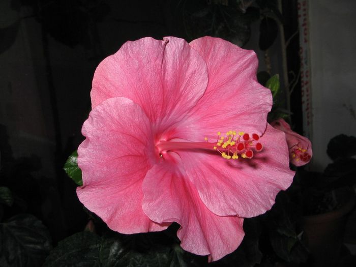 IMG_0957 - Hibiscus 1