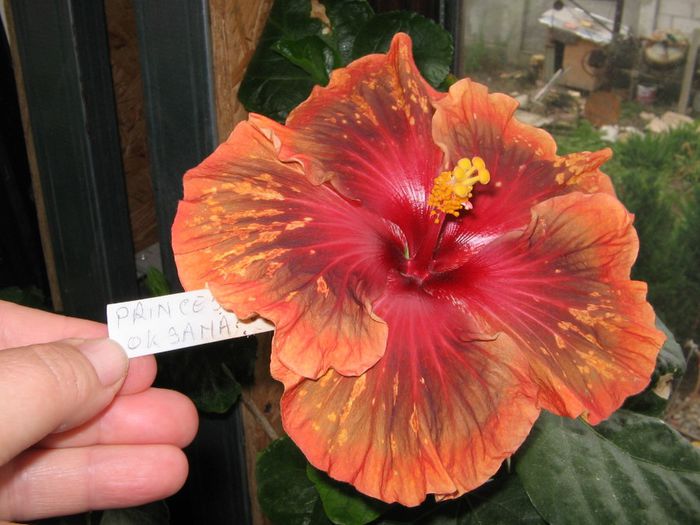 IMG_0958 - Hibiscus 1