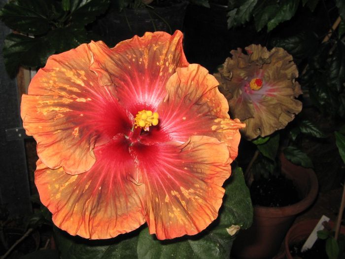 IMG_0960 - Hibiscus 1