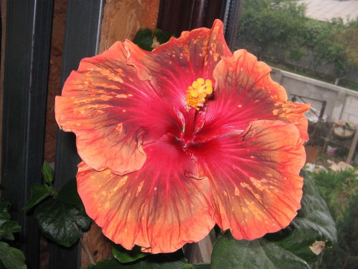 IMG_0961 - Hibiscus 1