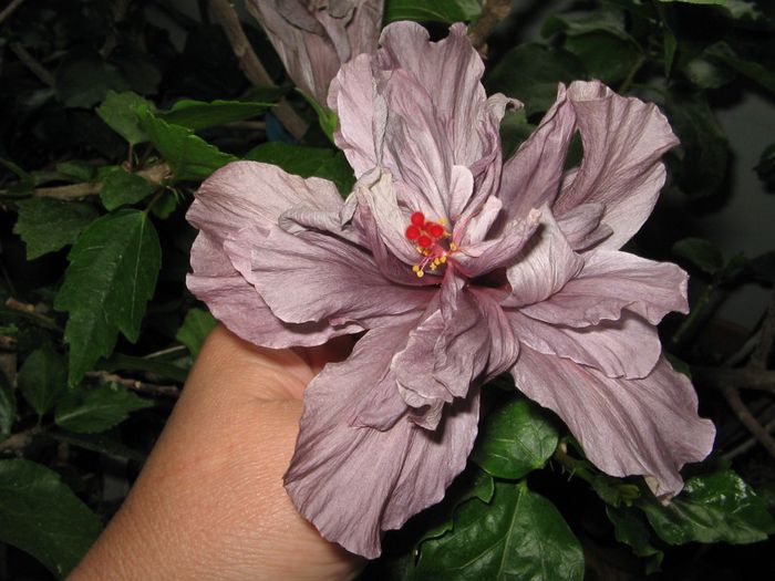 IMG_0962 - Hibiscus 1