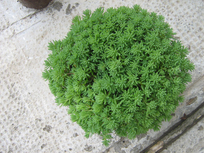 sedum si stelute 005