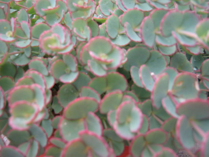 sedum