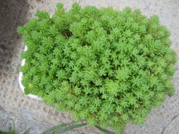 sedum si stelute 004 - CACTUSI si SUCULENTE