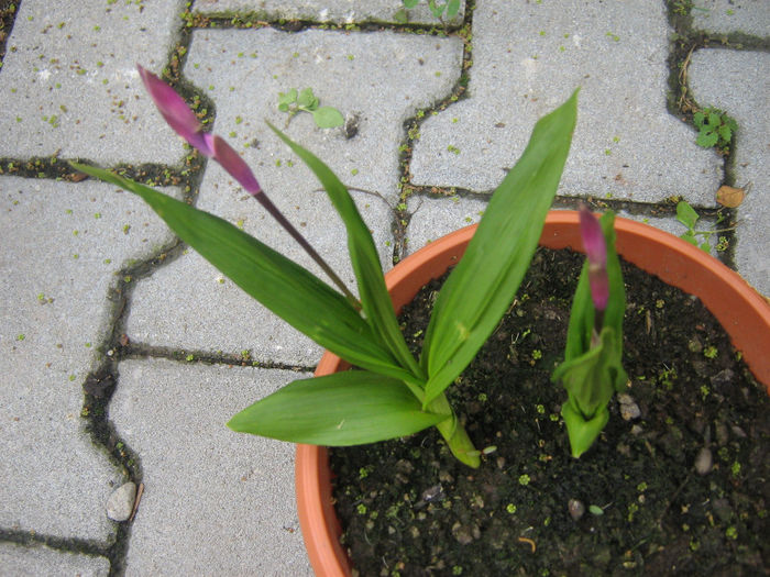 bletilla striata roz 001