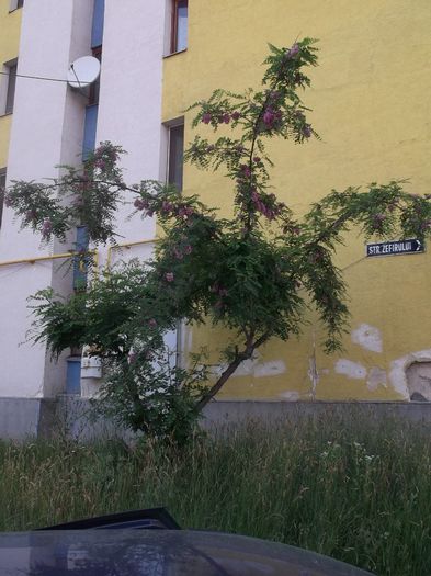 UN SALCAM OCROTIT DE MINE