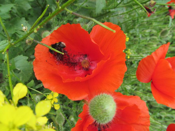  - Diverse 1 - Plimbari