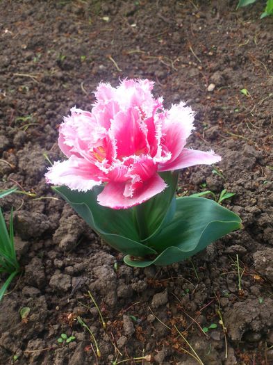 l4 - LALELE SI NARCISE