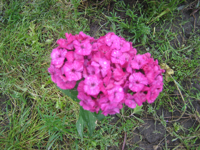 multe culori - dianthus