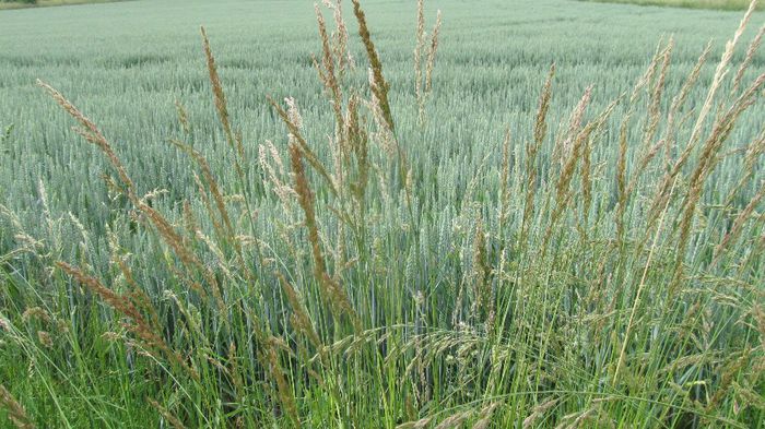  - Diverse 1 - Plimbari