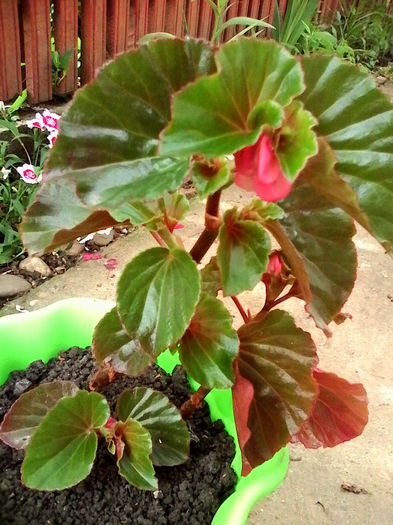 begonia - cu floare roz