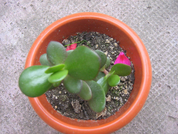 crassula ovata - Genul Crassula