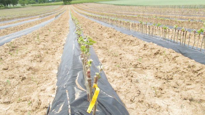 vita de vie-pepiniera - Diverse 1 - Plimbari