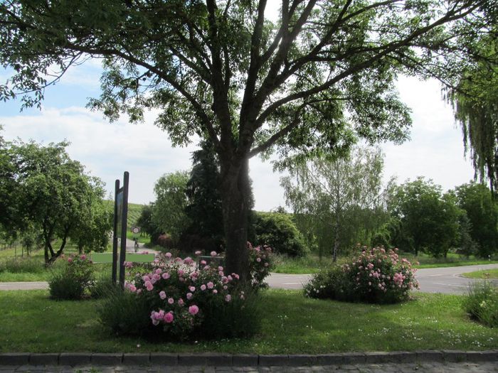  - Diverse 1 - Plimbari