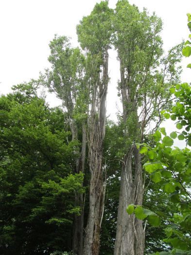  - Diverse 1 - Plimbari