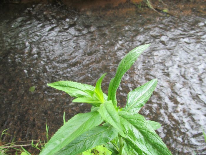  - Diverse 1 - Plimbari