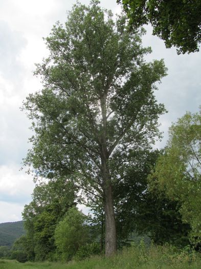 plop - Diverse 1 - Plimbari