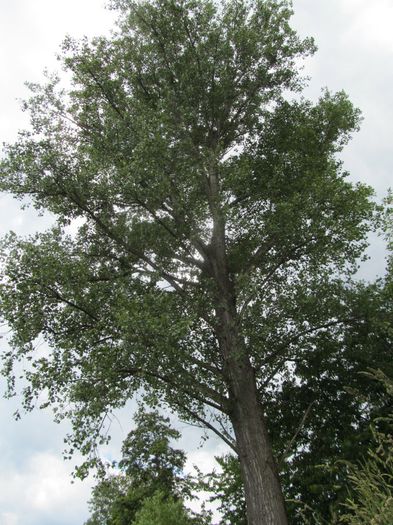 plop - Diverse 1 - Plimbari