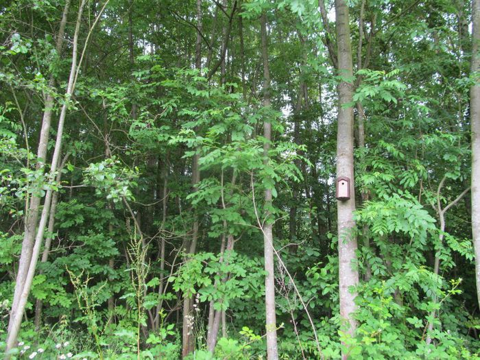 la padure - Diverse 1 - Plimbari