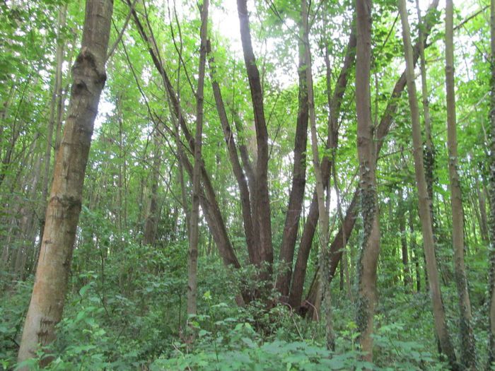 la padure - Diverse 1 - Plimbari