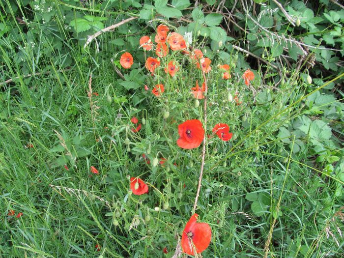  - Diverse 1 - Plimbari