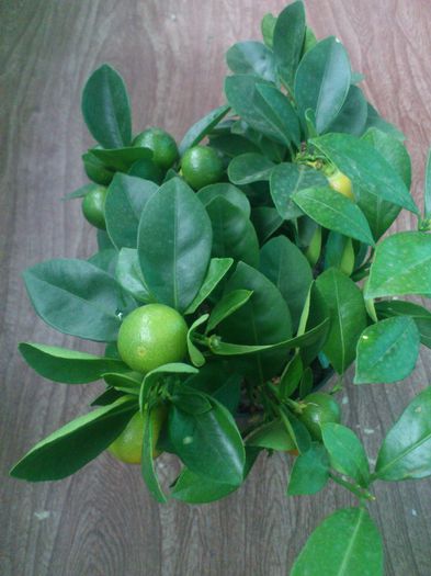 DSC_0018 - calamondin portocala ornamentala