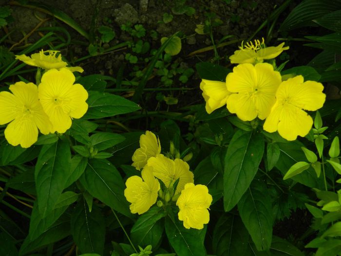 DSCN1087 - MAI_3_2014