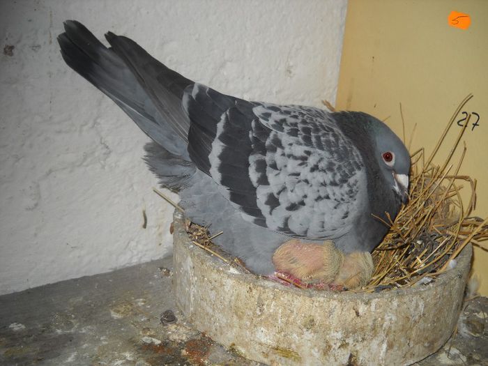 au aparut si puisorii!