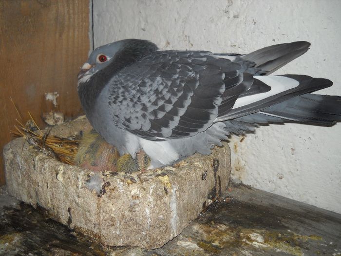 au aparut si puisorii!