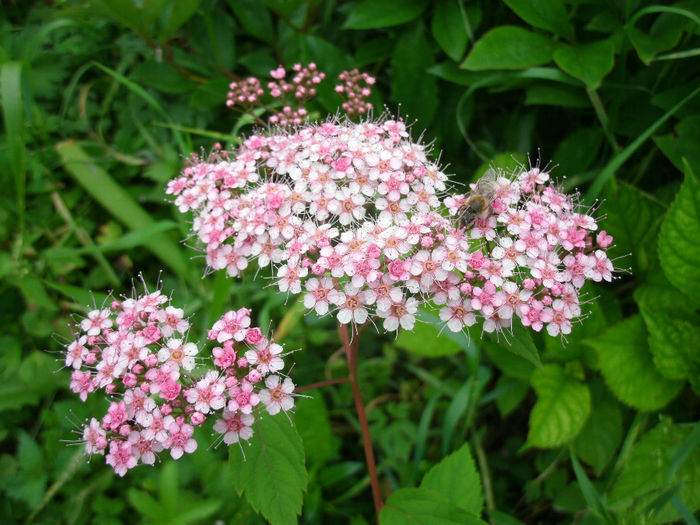 Camelia - 2014-1-in gradina