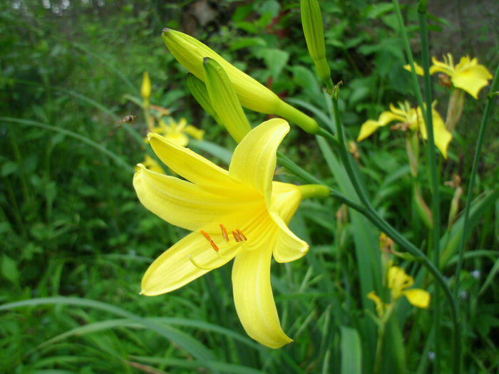 D.Monica - 2014-1-in gradina