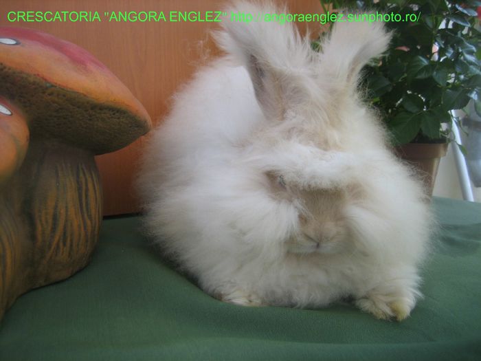 Femela Angora Englez - 08-Femela 8 - Doe 8