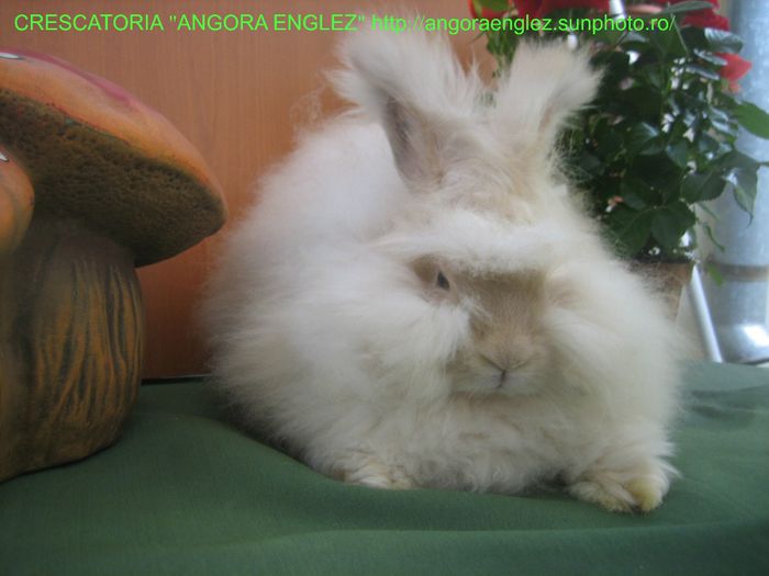 Femela Angora Englez - 08-Femela 8 - Doe 8