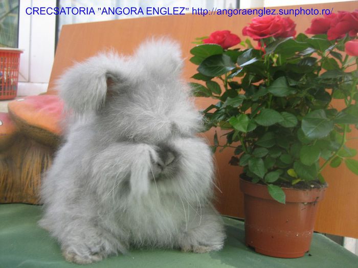 Mascul Angora Englez - 2-Mascul 2 - Buck 2