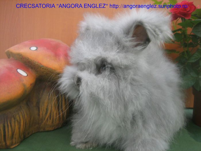 Mascul Angora Englez - 2-Mascul 2 - Buck 2