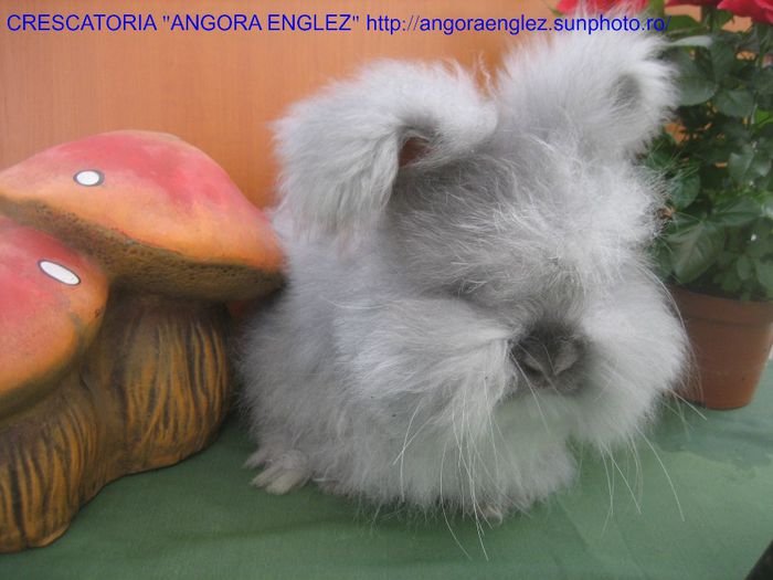 Mascul Angora Englez - 2-Mascul 2 - Buck 2