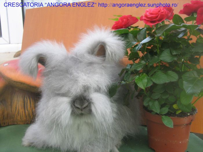 Mascul Angora Englez - 2-Mascul 2 - Buck 2