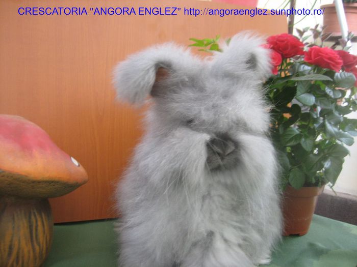 Mascul Angora Englez - 2-Mascul 2 - Buck 2