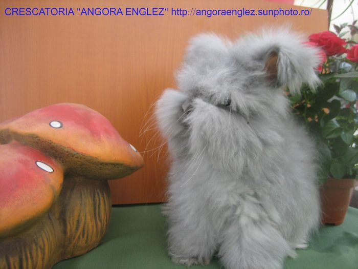 Mascul Angora Englez