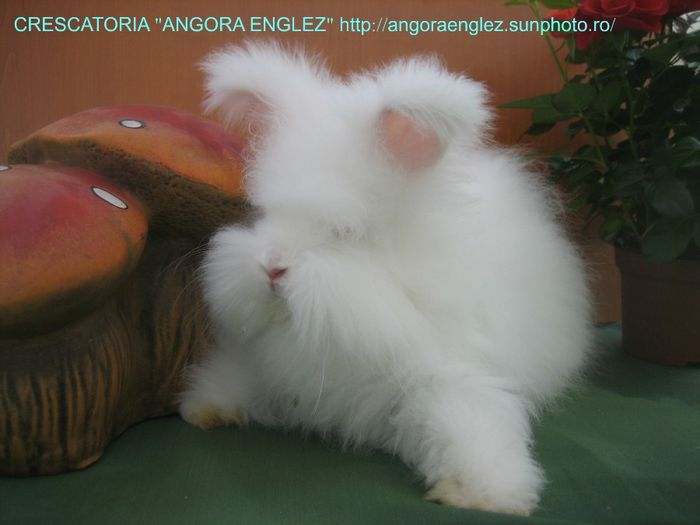 Femela Angora Englez - 09-Femela 9 - Doe 9