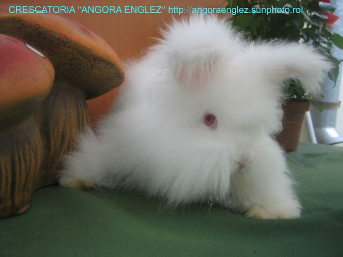 Femela Angora Englez - 09-Femela 9 - Doe 9